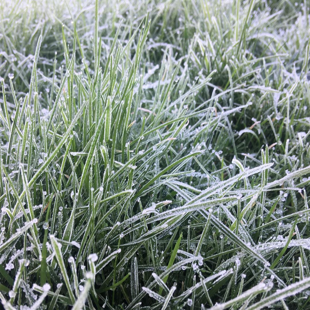Icy grass #366photos2020 #366photos 